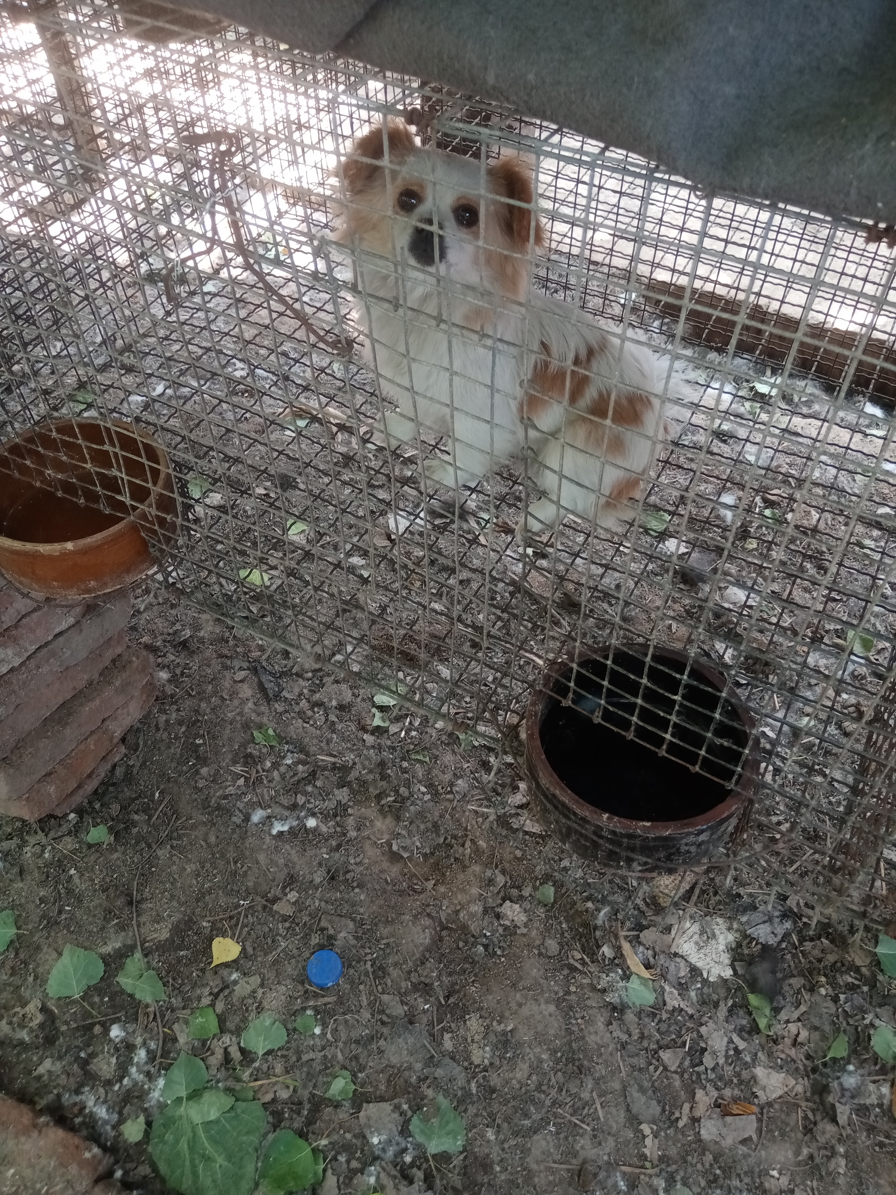 蝴蝶犬